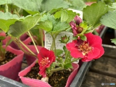 ローズベリー・レッド