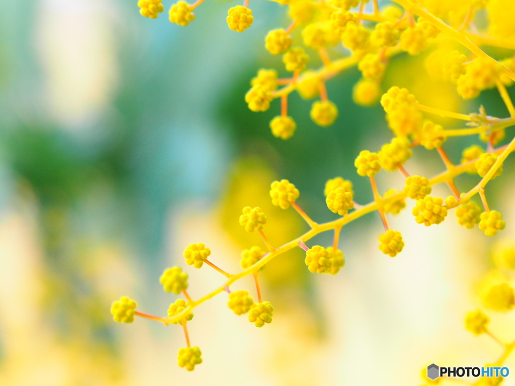 春の色・mimosa