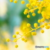 春の色・mimosa