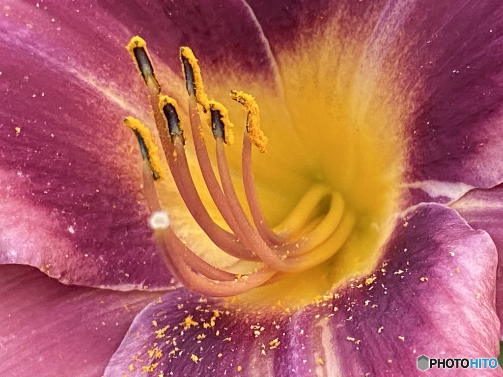 Lily