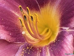 Lily