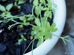 こんなに大きくなりました