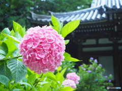 Pink ball