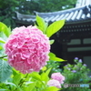 Pink ball