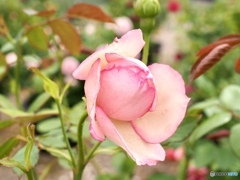 しあわせのカタチ