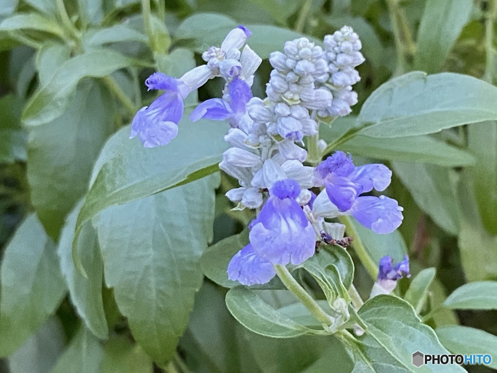 サルビア・サリーファン