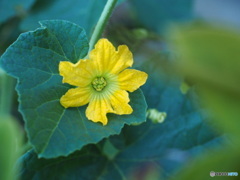 メロンの花ってこんなに可愛いのです