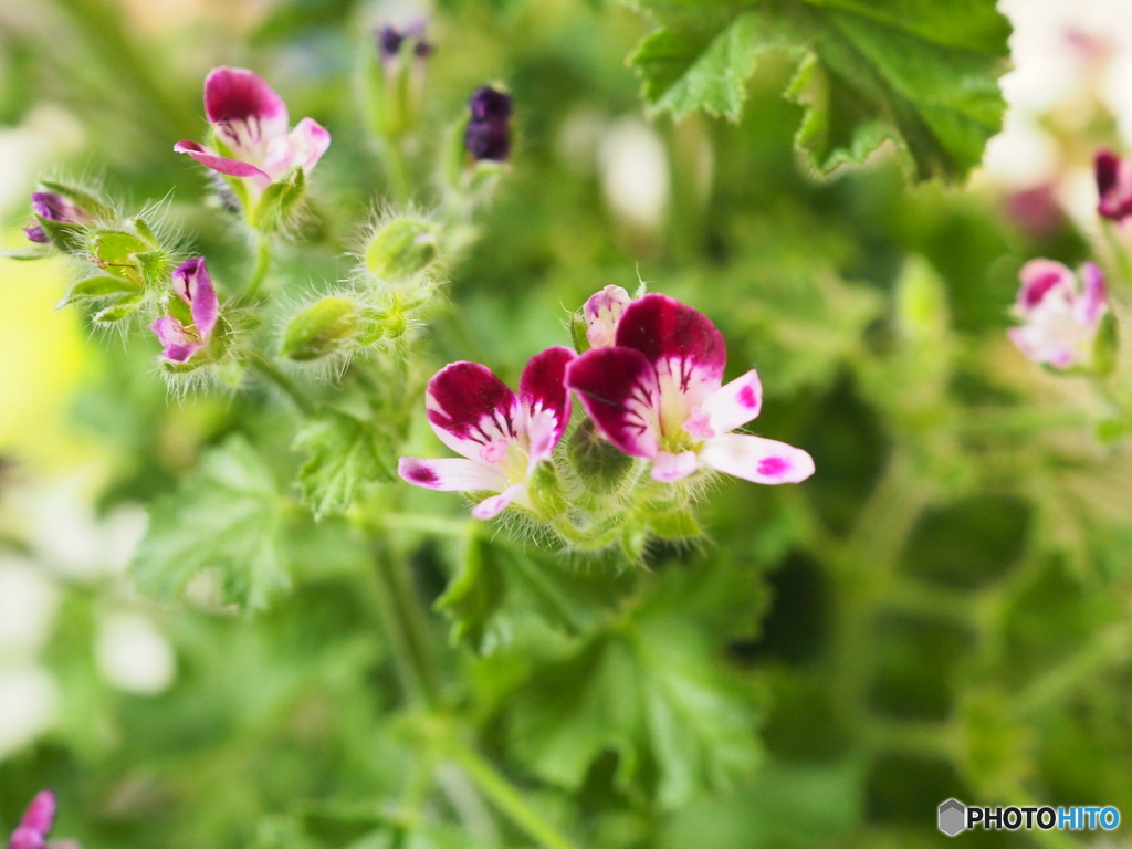 Pelargonium