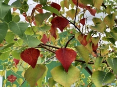 秋を見つけた…