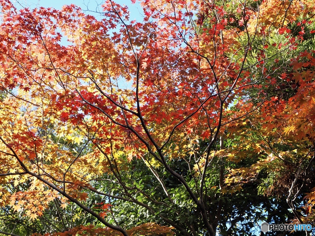 紅く赤く染まって