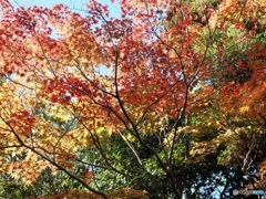 紅く赤く染まって