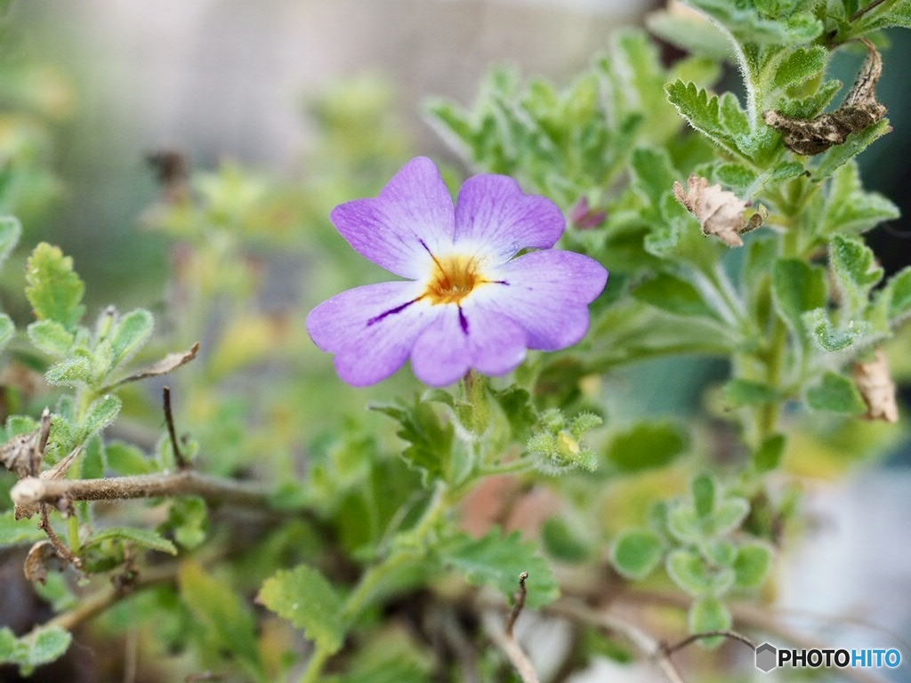 ジャメスブリテニア
