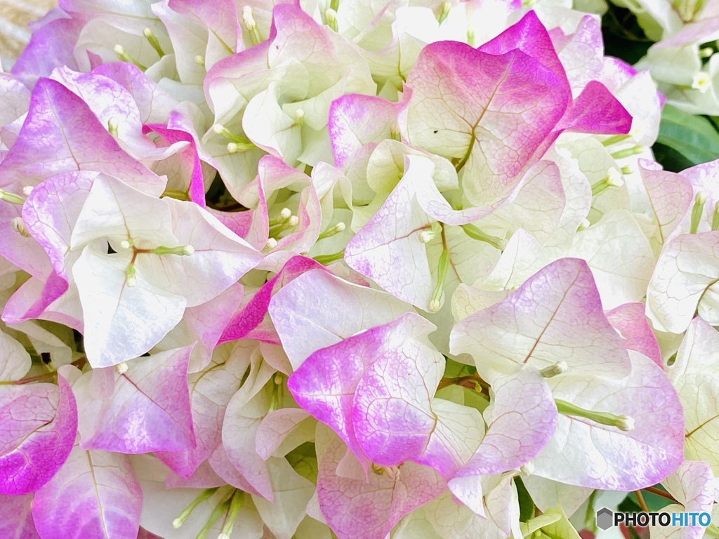 Bougainvillea