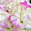 Bougainvillea