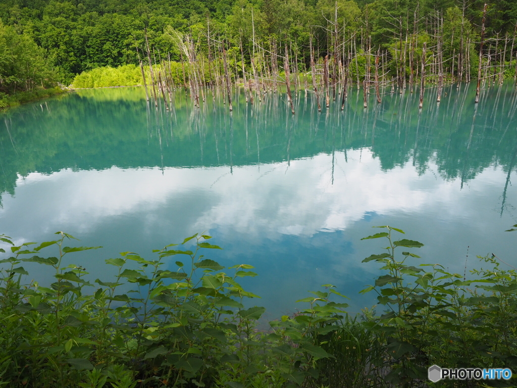 美瑛  白金の青い池