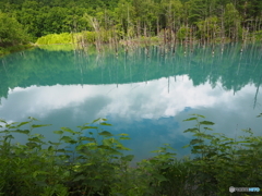 美瑛  白金の青い池