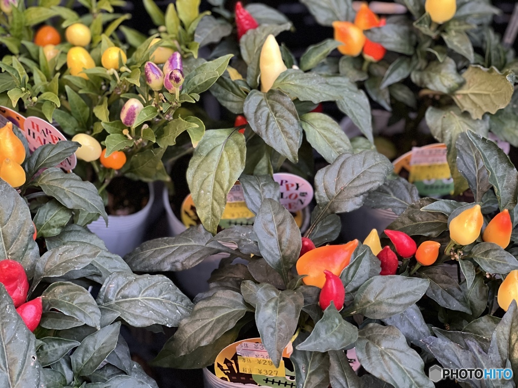 キャンディみたいなとうがらし