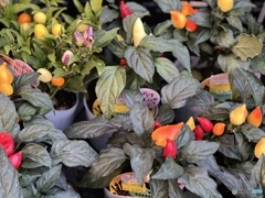 キャンディみたいなとうがらし