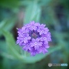 Verbena rigida