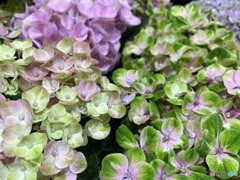 Magical coral