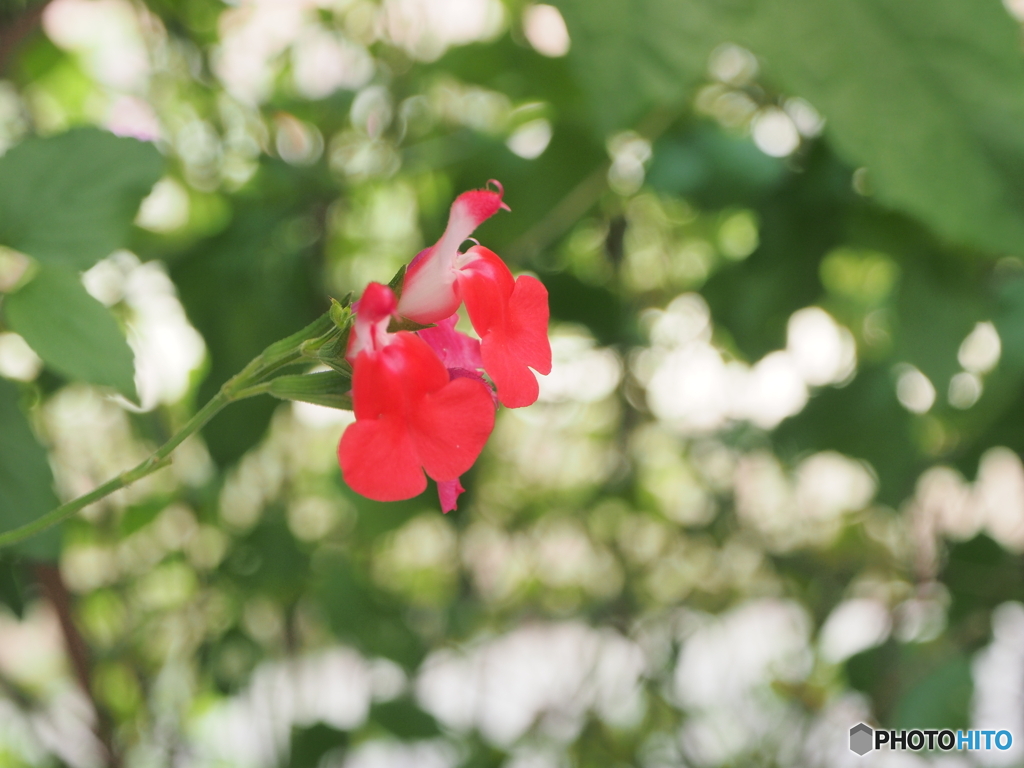 red early summer
