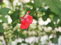 red early summer