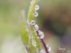 春雨・雫