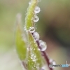 春雨・雫