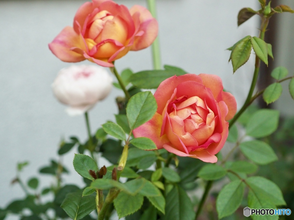 明日はどんな日になるかな？