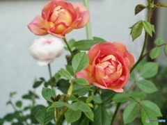 明日はどんな日になるかな？