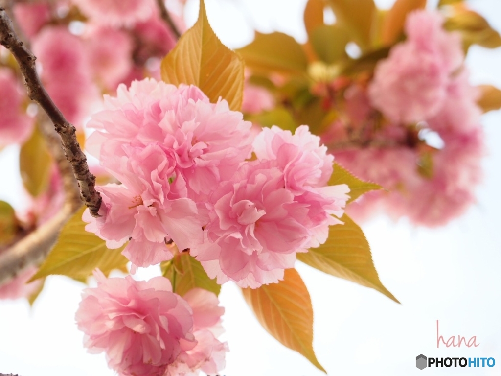 八重桜の夢
