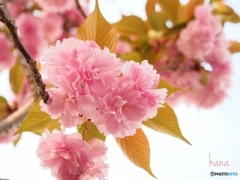 八重桜の夢