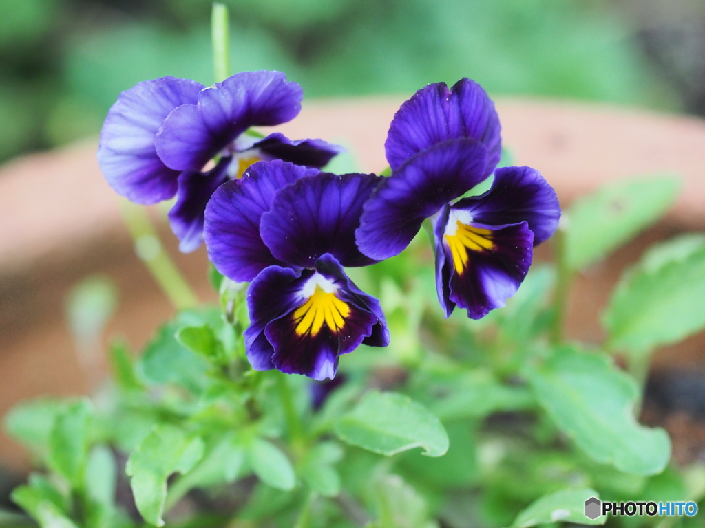 種からのviola