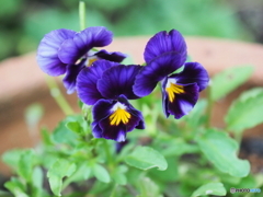 種からのviola