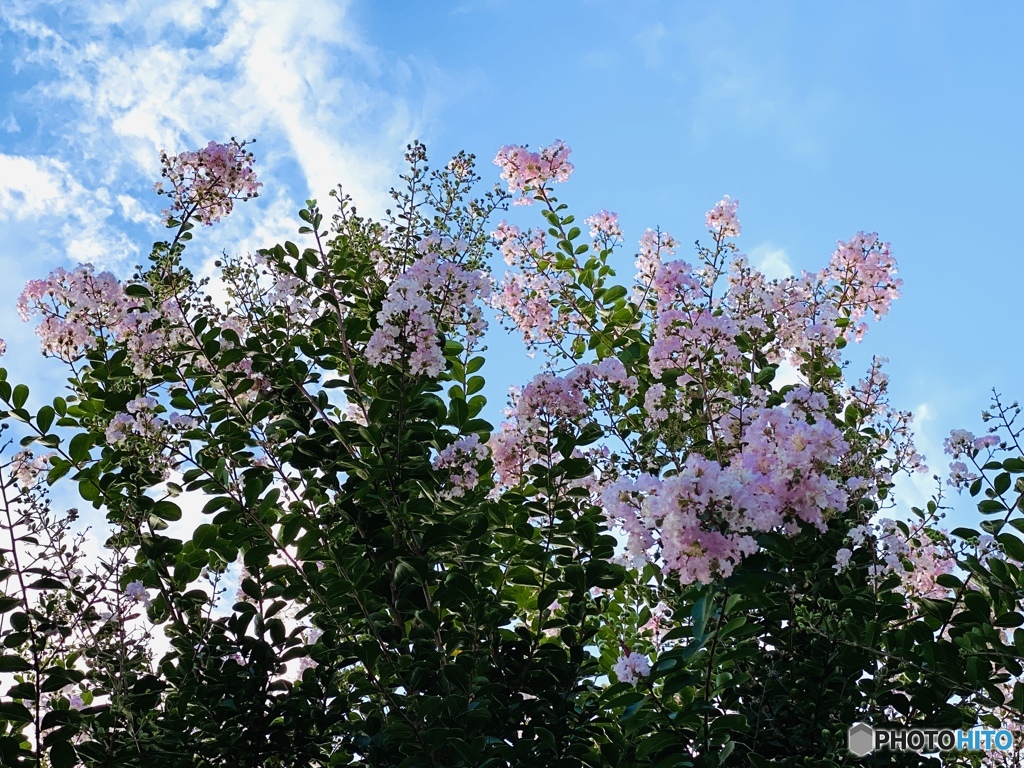 夕暮れ空と百日紅