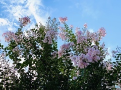 夕暮れ空と百日紅