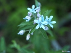 Blue star
