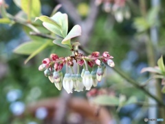 blueberry flower