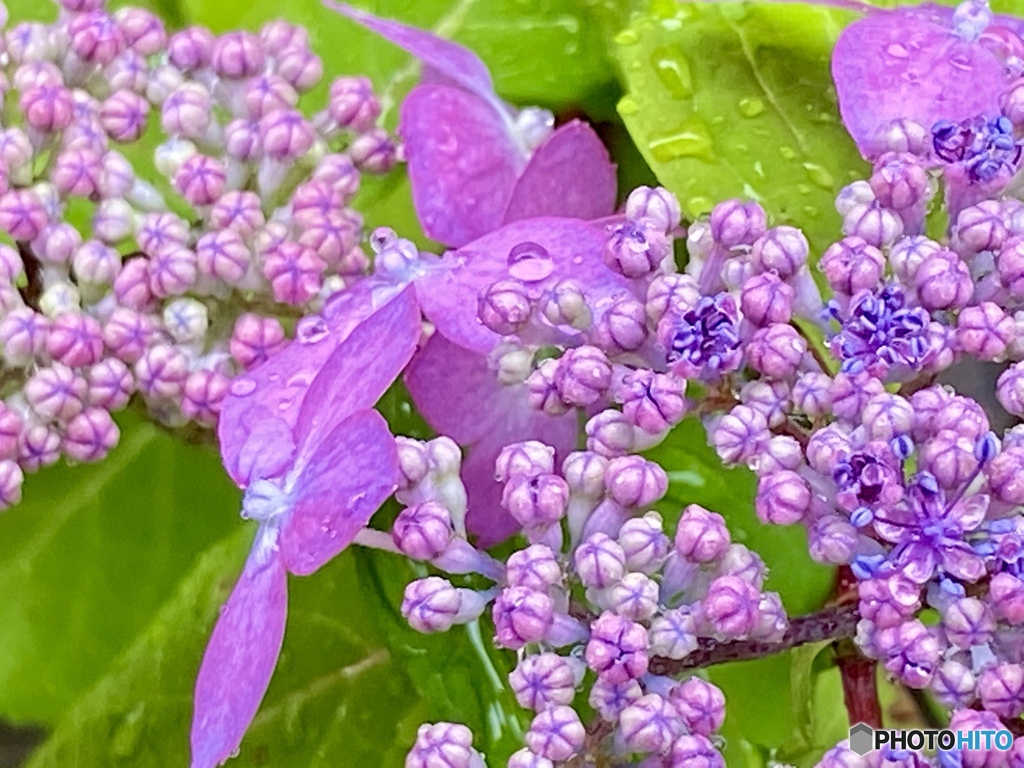 Pop in the rain