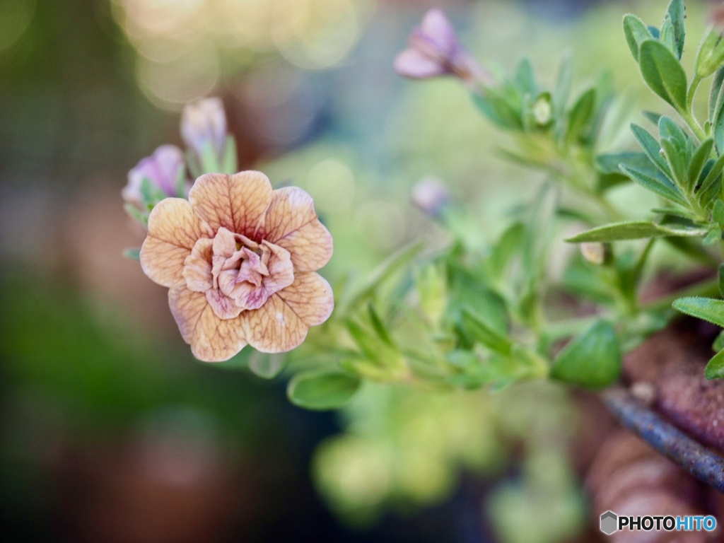 Calibrachoa