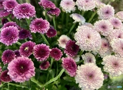 sweet   Pompom   mum