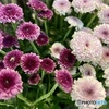 sweet   Pompom   mum