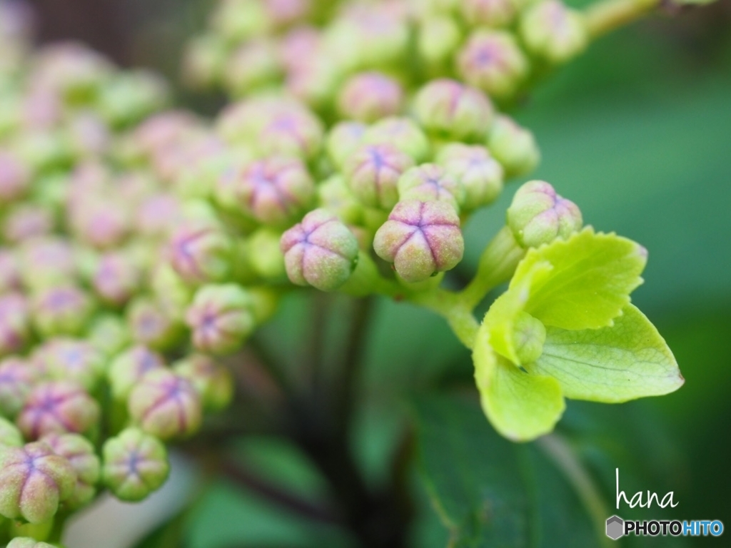 和菓子のような…山紫陽花