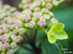 和菓子のような…山紫陽花