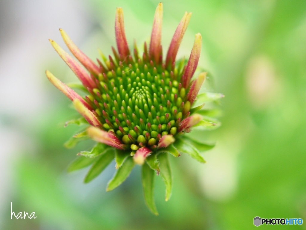 エキナセア  ピッコリーノ