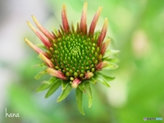 エキナセア  ピッコリーノ