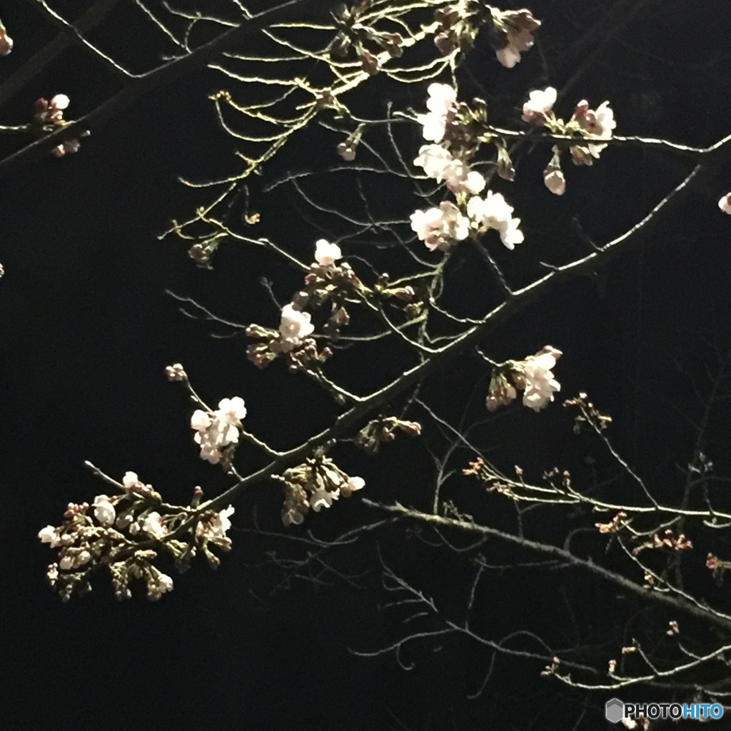 夜桜