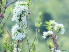 姫林檎の花は風に靡いて