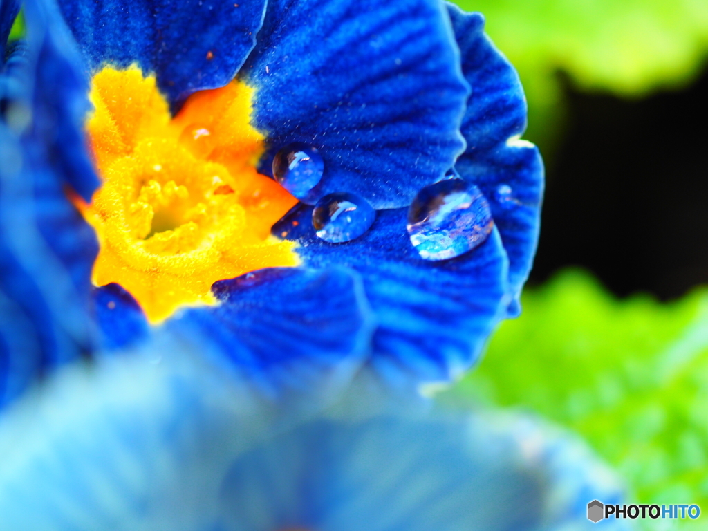 Primula・ジュリアン