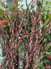 限りの月